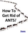 Tips for getting rid of ants for good whether theyre wreaking havoc in your home or yard.